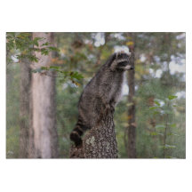 Guaxinim no conselho de corte do coto