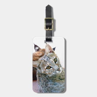 Tag de bagagem do lince do olhar fixo | de Gazely
