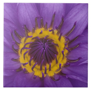 Tailândia, Banguecoque, Lótus roxo e amarelo