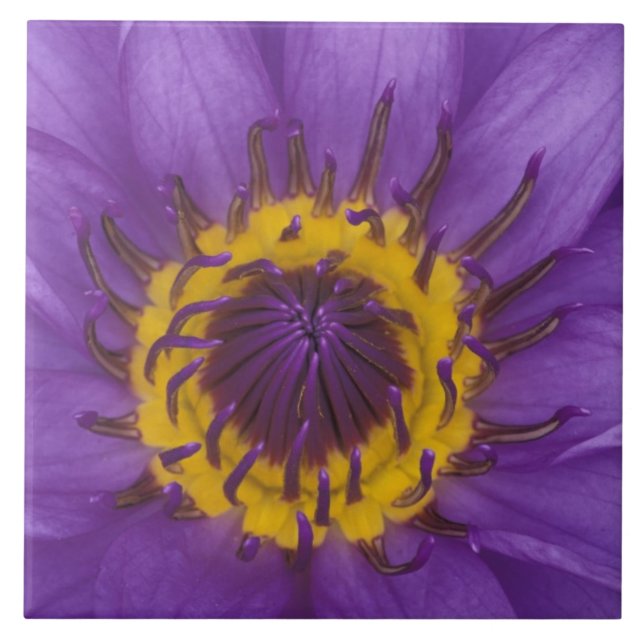 Tailândia, Banguecoque, Lótus roxo e amarelo (Frente)