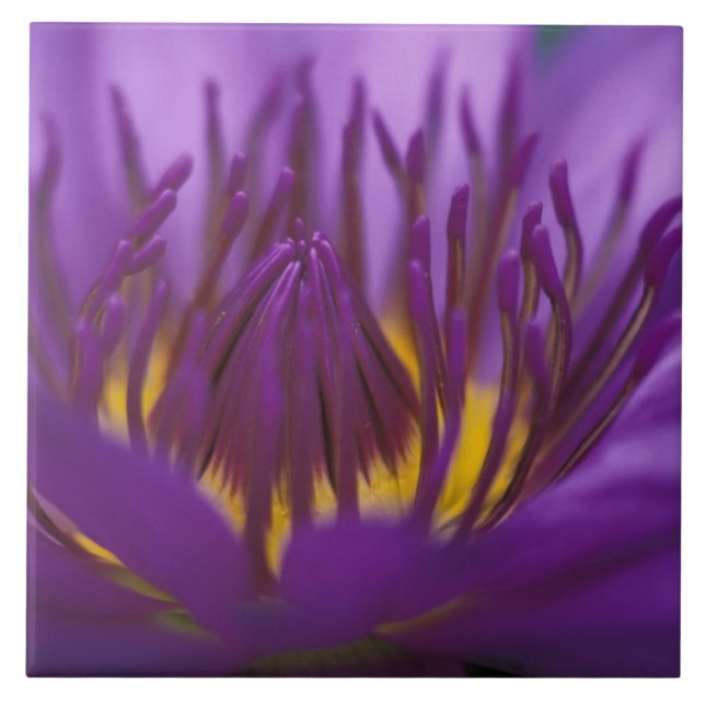 Tailândia, Banguecoque, Lótus roxo e amarelo 2 (Frente)