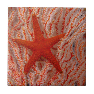 Tailândia, Sea Star Aka Starfish