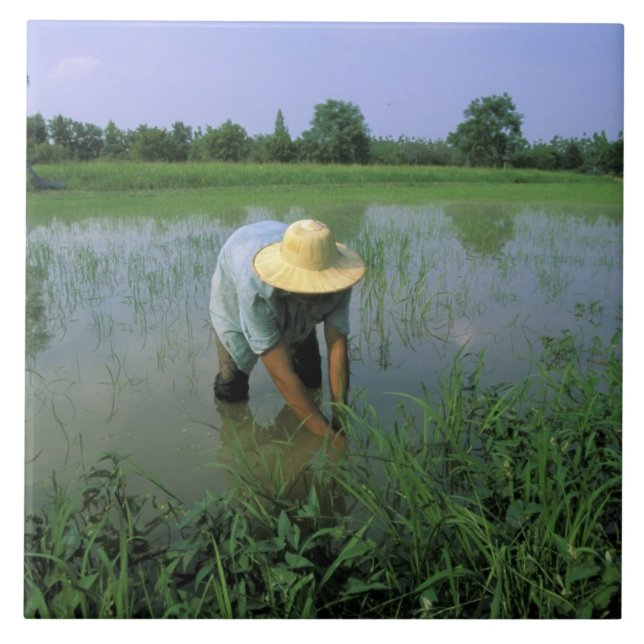 Tailândia, Sukhothai. Agricultor de arroz. SR. (Frente)