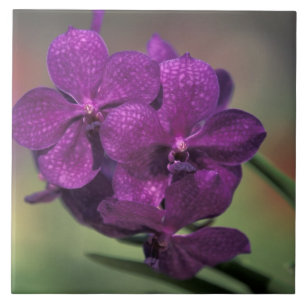 Tailândia, Tailândia Norte, perto de Chang Mai, 