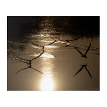 Talhamares-pretos em um Lago Dourado, Parte 2