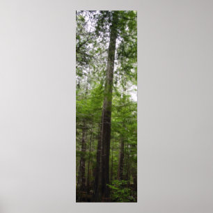 TALL TREE em Poster de Arte Florestal