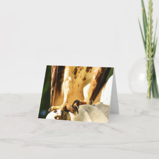 Talões (Hawk de cauda vermelha nº 2) - Cartão de N