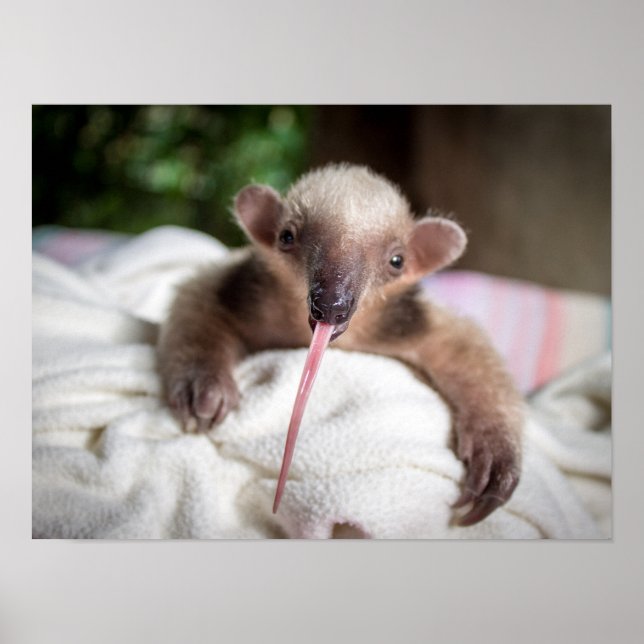 Tamandua Poster (Frente)