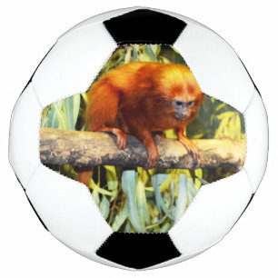 Tamarim-leão-dourado Observando, Bola de Futebol