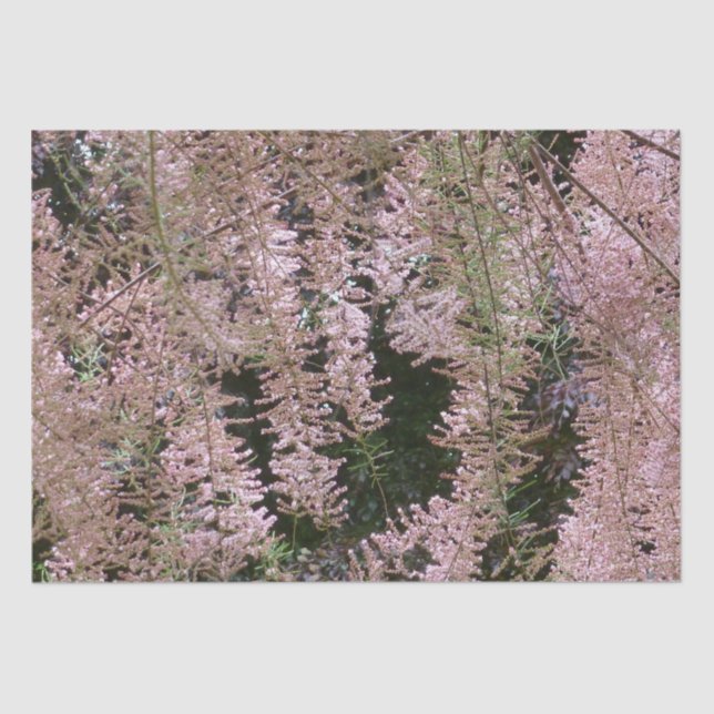 Tamarisk Blossom Papel Tecido (Frente )