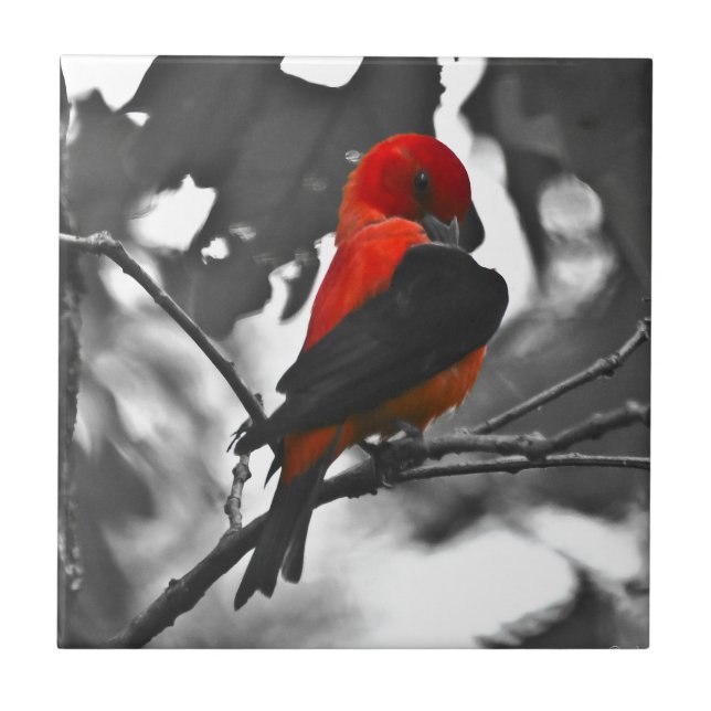 Tanager Escarlate Macho (Frente)