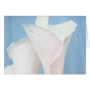 Tango White Calla Lily Photo Art Cartão de Saudaçã