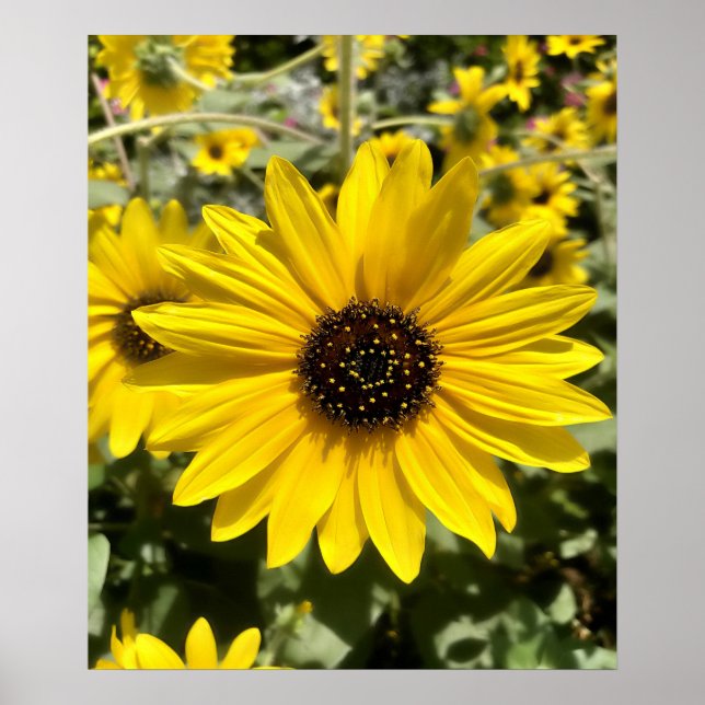 Tansy Rosenweed Poster (Frente)