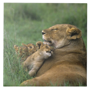 Tanzânia, Cratera de Ngorongoro. Mãe de leão afric