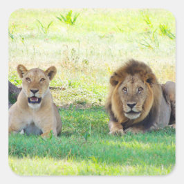 Tanzânia Lions Safari sobre os adesivos