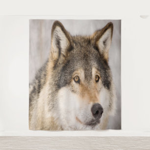 Tapeçaria de foto de lobo animal fofo vida selvage