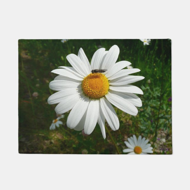 Tapete Abelha na Daisy Alaskan Summer Nature Photo (Frente)