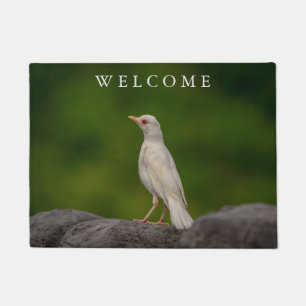 Tapete Albino Robin em Crown Point