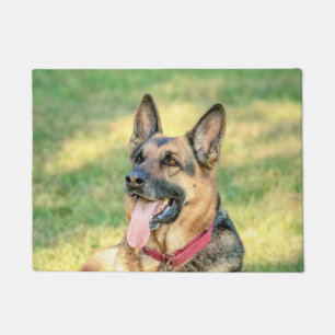 Tapete Alemão Shepard