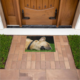 Tapete Alfombra de perro para hogar
