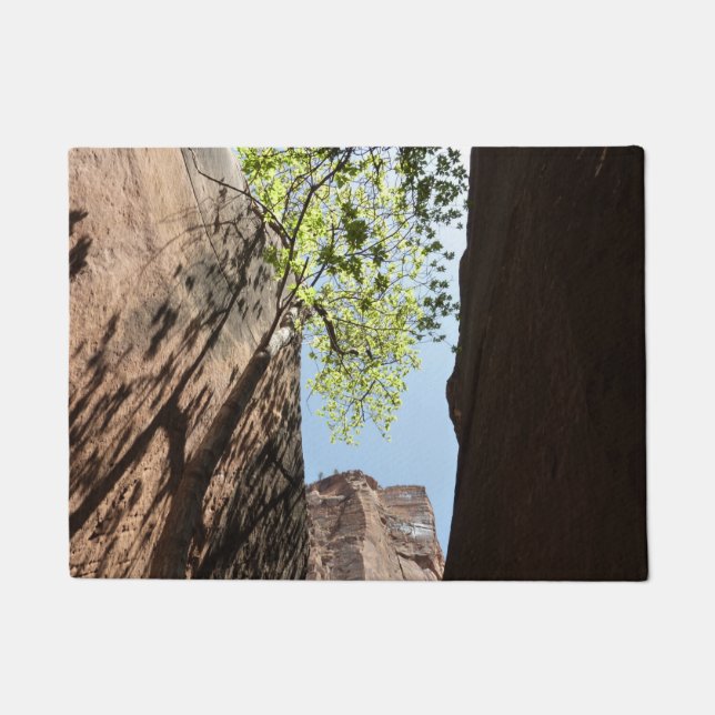 Tapete Árvore crescendo entre Rochas no Parque Nacional d (Frente)