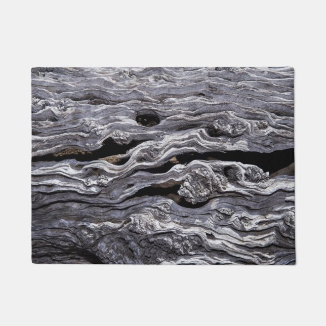 Tapete Árvore de oliveira selvagem| Excelente Karoo, Áfri (Frente)