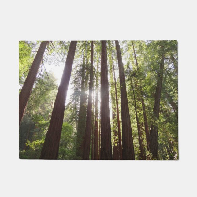 Tapete Até Sequoias de Manhã (Frente)