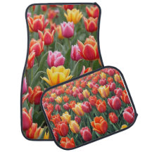 Tulipas Holandesas