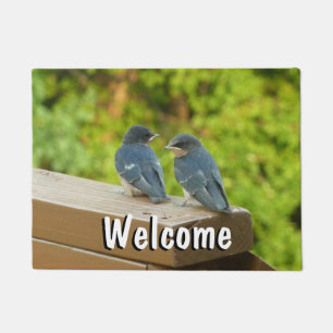 Tapete Baby Barn Swallow Nature Bird Fotografia