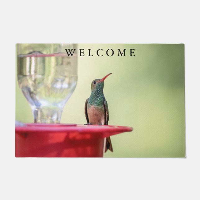 Tapete Beija-flor-de-barriga-batana no Texas (Frente)