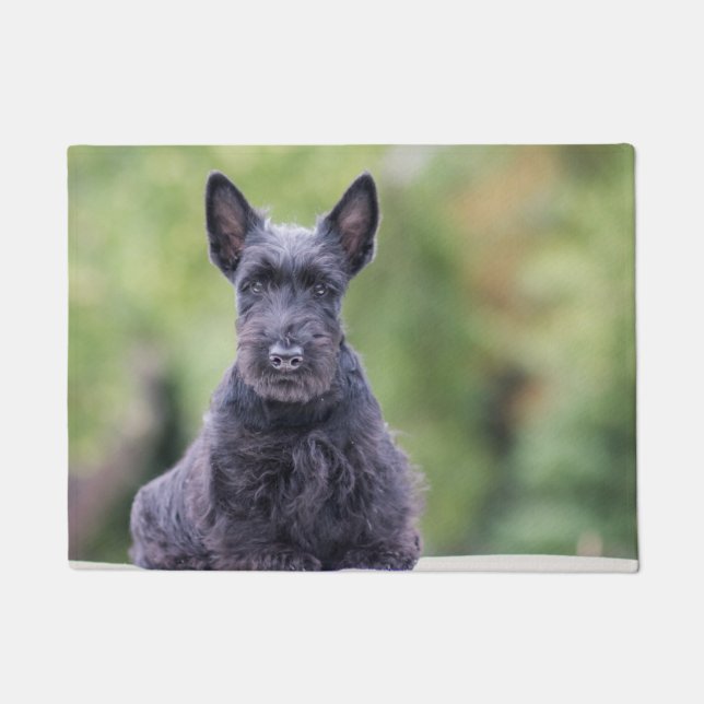 Tapete Black Scottish Terrier (Frente)