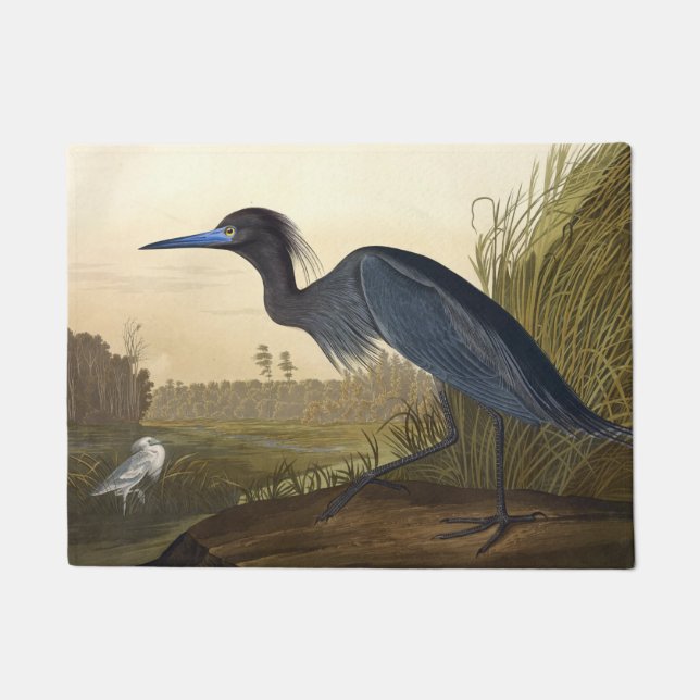 Tapete Blue Crane Ou Heron Birds Da América John James (Frente)