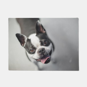 Tapete Boston Terrier olha para a porta