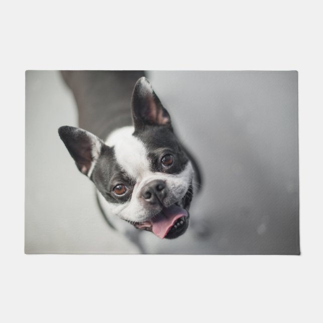Tapete Boston Terrier procura (Frente)