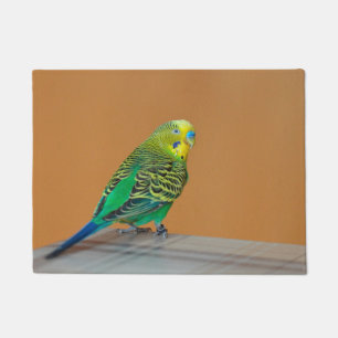 Tapete Budgie