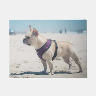 Tapete Buldogue francês na praia