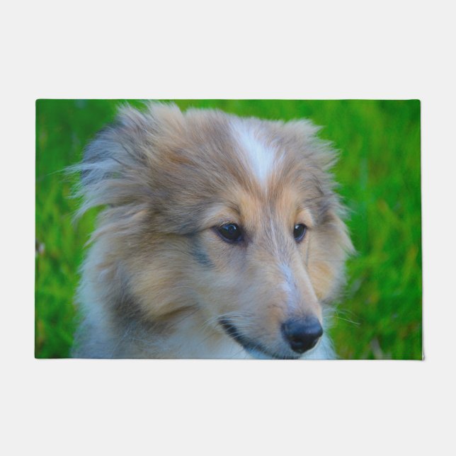 Tapete Cão de Pastor das Ilhas Shetland. (Frente)