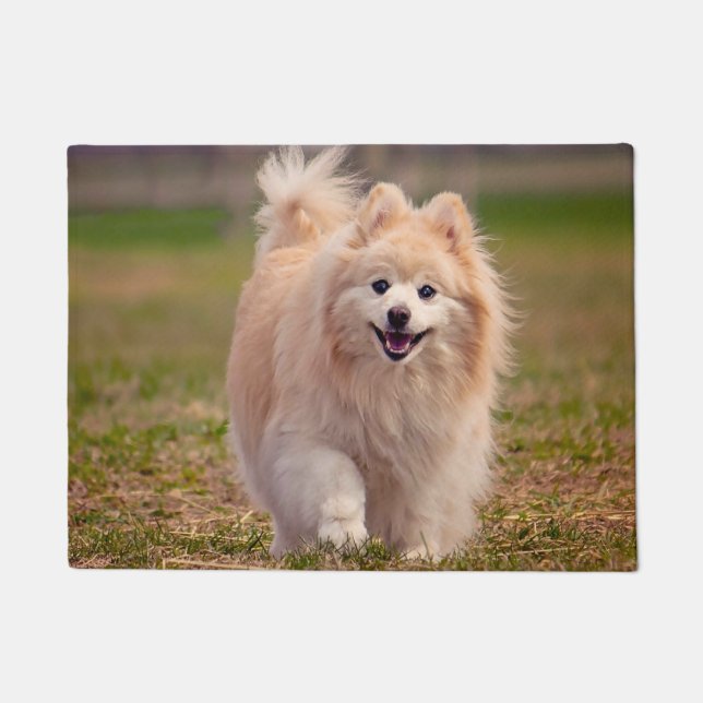 Tapete Cão Pomerânia. (Frente)