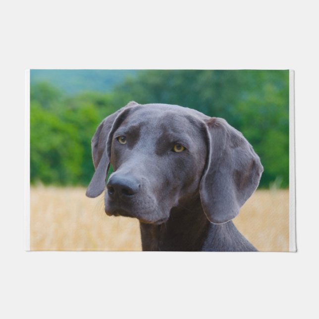 Tapete Cão Weimaraner. (Frente)