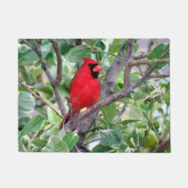 Tapete Cardeal em uma árvore limão - porta