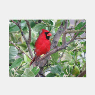 Tapete Cardeal em uma árvore limão - porta