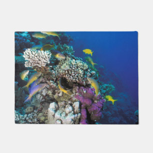 Tapete Cardumes de Salmonete em torno de Pequeno Coral