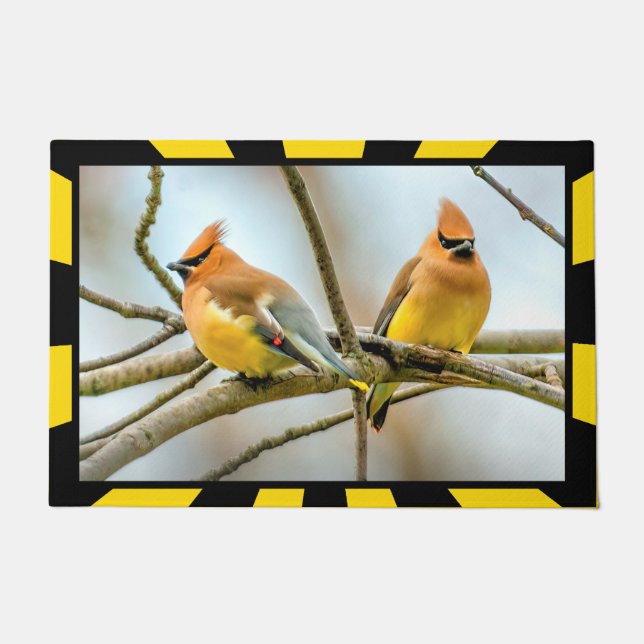 Tapete Cedar Waxwing - Foto Original (Frente)