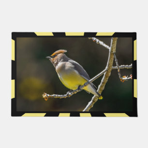 Tapete Cedar Waxwing Songbird Original Foto de Pássaro Se