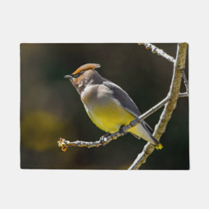 Tapete Cedar Waxwing Songbird Original Foto de Pássaro Se