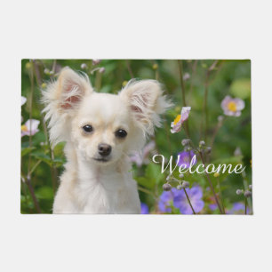 Tapete Chantilly Chihuahua Cachorro Puppy Pet Foto / Bem-