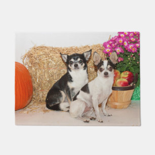 Tapete Chihuahua está no outono