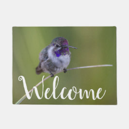 Tapete Costa's Hummingbird em agosto