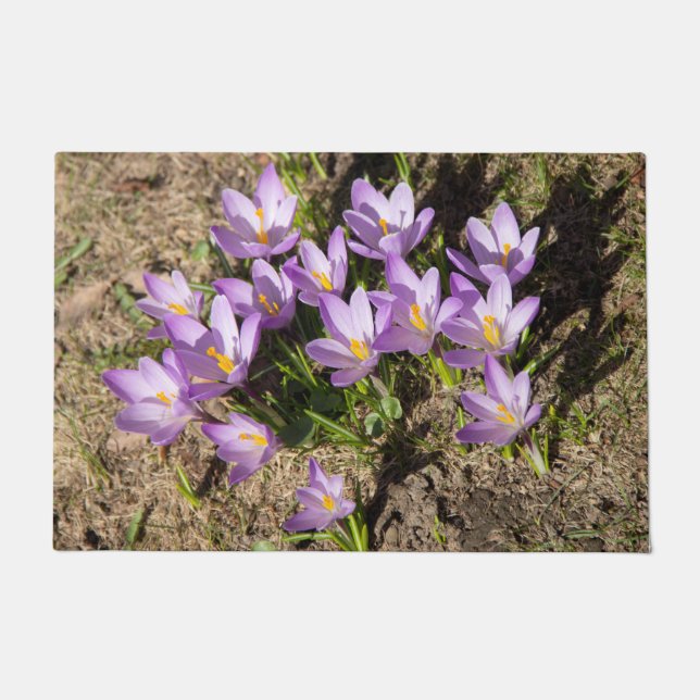 Tapete Crocus da primavera fofos (Frente)