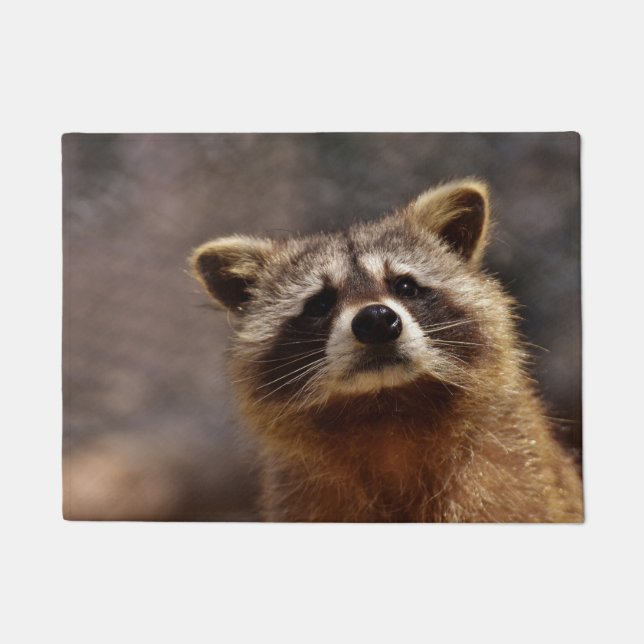 Tapete Curious Raccoon (Frente)